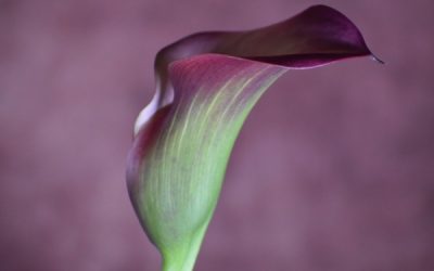 Preview elementary science curricula on March 9